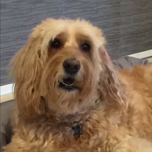 Meet your Posher, Diane